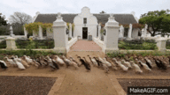 Click image for larger version

Name:	This_is_what_1_000_Indian_Runner_ducks_on_their_way_to_work_looks_like.gif
Views:	0
Size:	920.5 KB
ID:	1013276