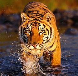 Click image for larger version

Name:	Tiger8.jpg
Views:	0
Size:	22.5 KB
ID:	1965886