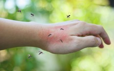 Click image for larger version

Name:	mosquito-bites-2-scaled-e1694142082519-1-1715420866406641486974-0-0-562-900-crop-171542087112615.jpg
Views:	0
Size:	8.1 KB
ID:	2373213