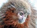Click image for larger version

Name:	Callicebus caquetensis.jpg
Views:	626
Size:	42.8 KB
ID:	530131