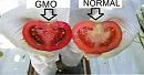 Click image for larger version

Name:	how-to-identify-genetically-modified-food-in-the-shops-and-markets-600x313.jpg
Views:	0
Size:	38.8 KB
ID:	784562