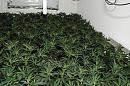 Click image for larger version

Name:	The-cannabis-farm-found-in-Candia-towers-on-Jason-Street-Everton.jpg
Views:	0
Size:	64.4 KB
ID:	833726