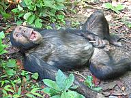 Click image for larger version

Name:	monkey-masturbating.jpg
Views:	0
Size:	159.5 KB
ID:	1286258