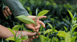 Click image for larger version

Name:	wei-picking-tea.gif
Views:	0
Size:	2.53 MB
ID:	1934511