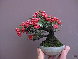 Click image for larger version

Name:	05-mini-bonsai.jpg
Views:	0
Size:	27.9 KB
ID:	1764944