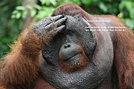 Click image for larger version

Name:	Trump-Orang Utan-1.jpg
Views:	0
Size:	1.37 MB
ID:	1455552