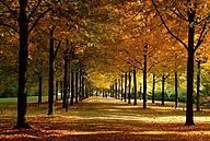 Click image for larger version

Name:	Promenade-autumn.jpg
Views:	0
Size:	161.0 KB
ID:	1424228