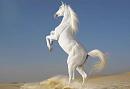 Click image for larger version

Name:	Beautiful Cute White Coloured Horse Pictures _ Photos _ Wallpapers 8 (Copy).jpg
Views:	319
Size:	77.1 KB
ID:	565571
