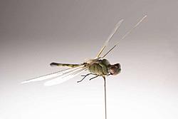 Click image for larger version

Name:	TT-Dragon-Fly.jpg
Views:	0
Size:	15.1 KB
ID:	1533187