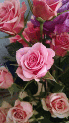 Click image for larger version

Name:	ROSE  (2).gif
Views:	0
Size:	991.8 KB
ID:	1646367