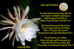 Click image for larger version

Name:	ĐA QUYNH HOA.jpg
Views:	0
Size:	216.0 KB
ID:	2276817
