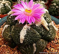 Click image for larger version

Name:	(( 03-Ariocarpus_fissuratus (3).jpg
Views:	0
Size:	483.0 KB
ID:	1603388