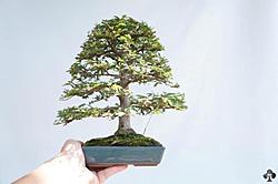 Click image for larger version

Name:	04-shohin.jpg
Views:	0
Size:	26.9 KB
ID:	1764942