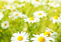 Click image for larger version

Name:	national-daisy-day-1200x834.jpg
Views:	0
Size:	65.4 KB
ID:	1559854