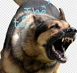 Click image for larger version

Name:	Inked1066935_doge-face-angry-dog-transparent-png-download_LI.jpg
Views:	0
Size:	1.45 MB
ID:	1594344