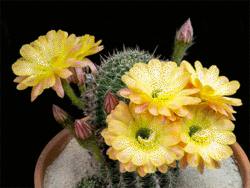 Click image for larger version

Name:	zzz 01-cactus   .gif
Views:	0
Size:	1.99 MB
ID:	1483814