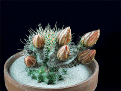 Click image for larger version

Name:	zzz 02-cactus  .gif
Views:	0
Size:	2.20 MB
ID:	1483815