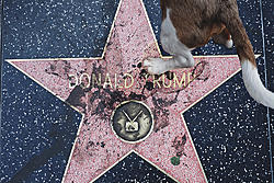 Click image for larger version

Name:	Trump_Star_Dog_Shit_Poop_2.jpg
Views:	0
Size:	888.5 KB
ID:	1722496