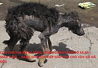 Click image for larger version

Name:	poor-dog.jpg
Views:	0
Size:	132.8 KB
ID:	1156572