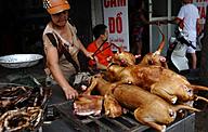 Click image for larger version

Name:	VN-dog-meat-vendor-AFP-072912-696x444.jpg
Views:	0
Size:	56.2 KB
ID:	1454321