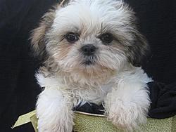 Click image for larger version

Name:	shih_tzu_11.jpg
Views:	0
Size:	40.7 KB
ID:	1776933