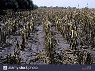 Click image for larger version

Name:	corn-crop-destroyed-by-drought-hot-dry-weather-A0479B.jpg
Views:	0
Size:	296.9 KB
ID:	1441039