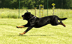 Click image for larger version

Name:	!!!rottweiler-.jpg
Views:	0
Size:	223.7 KB
ID:	1716562