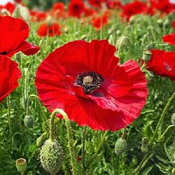 Click image for larger version

Name:	05-flanders-fields-poppy.jpg
Views:	0
Size:	115.2 KB
ID:	1588731