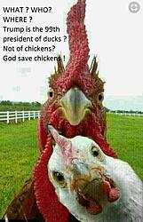 Click image for larger version

Name:	angrychickens.jpg
Views:	0
Size:	102.6 KB
ID:	1689311