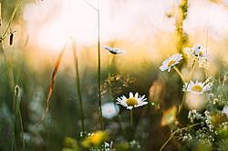 Click image for larger version

Name:	12783847-pic-dandelions-in-spring.jpg
Views:	0
Size:	79.1 KB
ID:	1564987