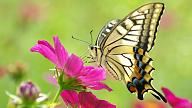 Click image for larger version

Name:	bướm.jpg
Views:	0
Size:	59.3 KB
ID:	1354881
